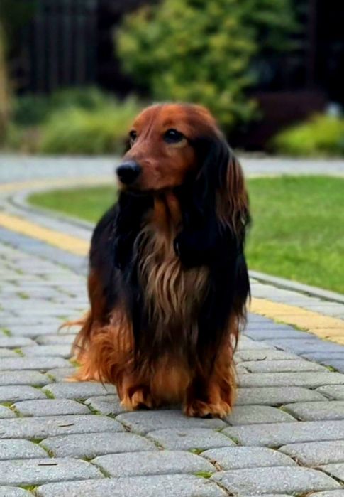 Jamnik króliczy długowłosy FCI ZkwP