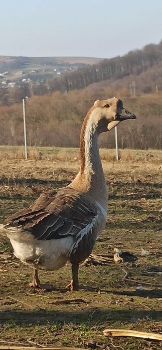 Гусята домашні..