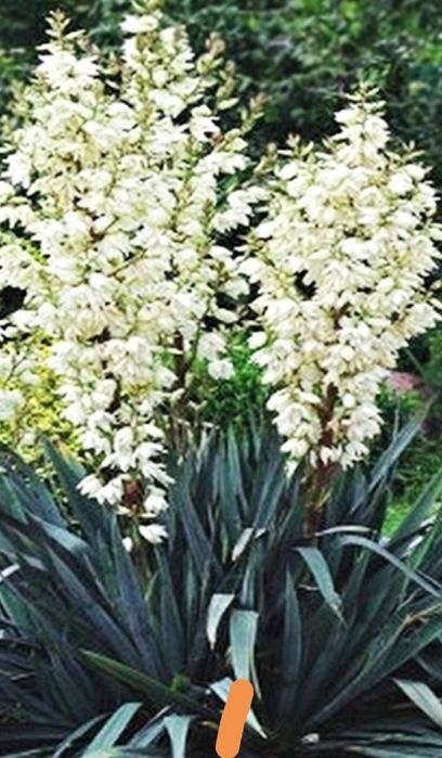 Juka karolińska, Yucca Filamentosa
