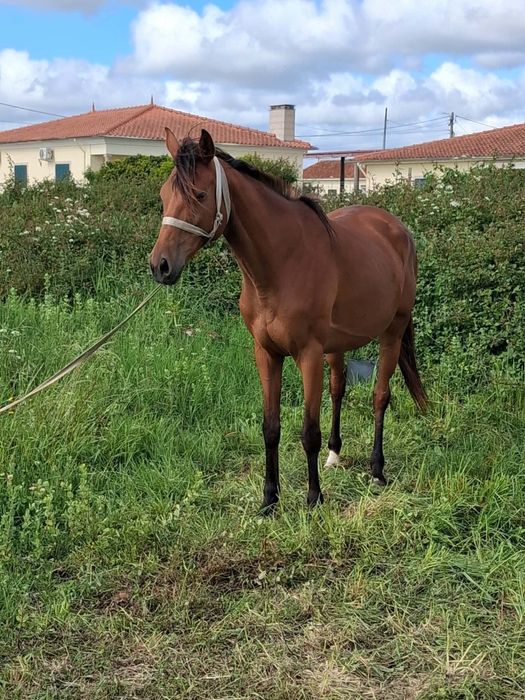 Égua lusa francesa