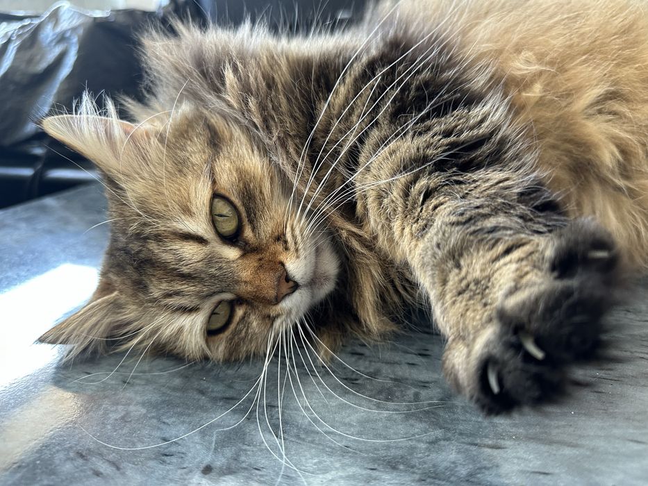 Ищем дом для кошечки