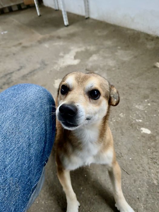 Cão para adopção responsável