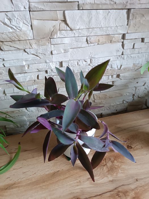 Trzykrotka purpurowa