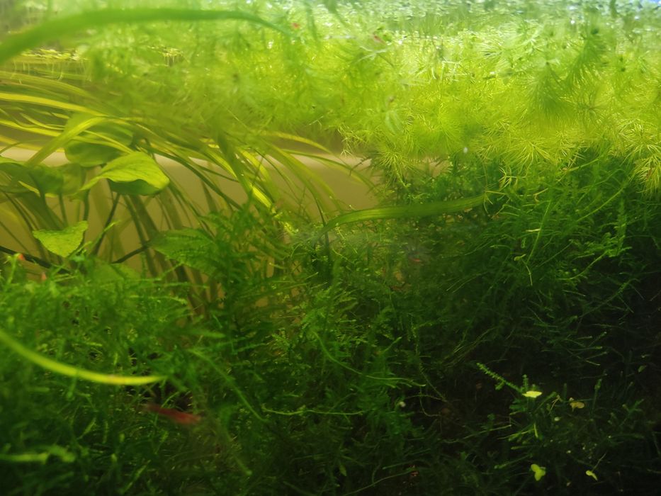 Pack plantas low tech aquário 5€