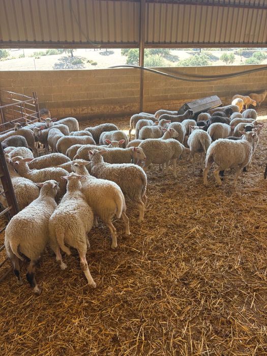 Borregas INRA401