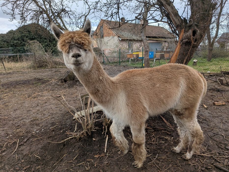 Sprzedam alpaki, alpake