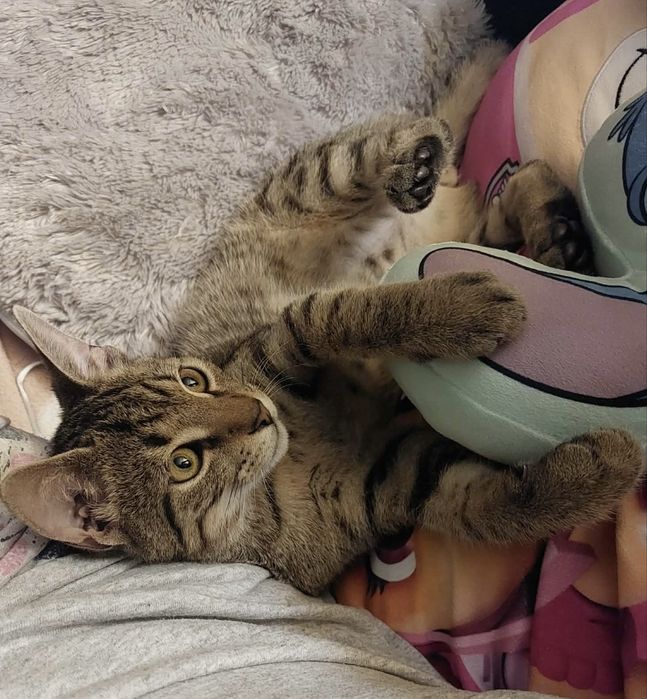 Kot bury, kotek, kocur szuka domu