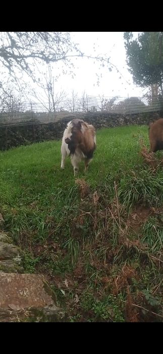 Vendo ou troco cabras anãs