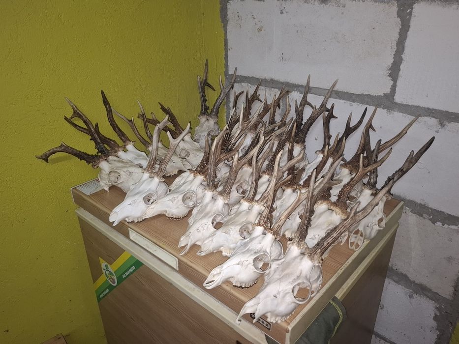 Parostki Kozła 24 sztuki