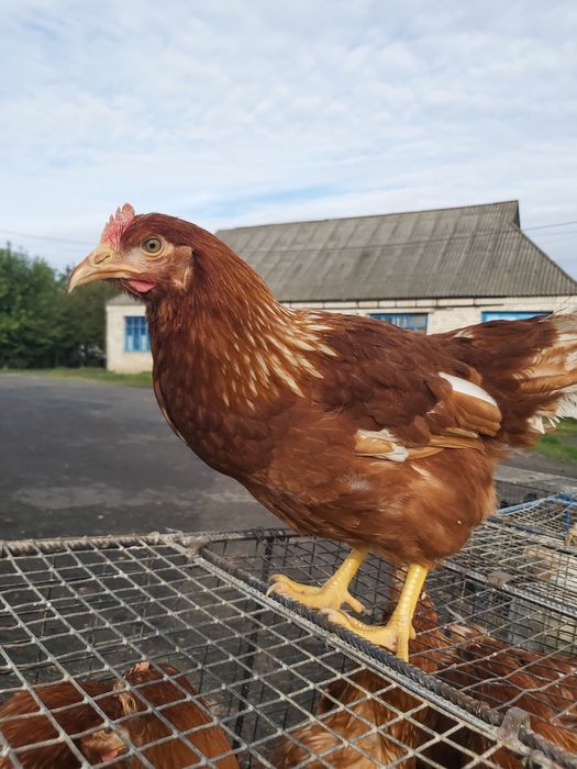 Ломан Браун німецька курочка 5,5 міс