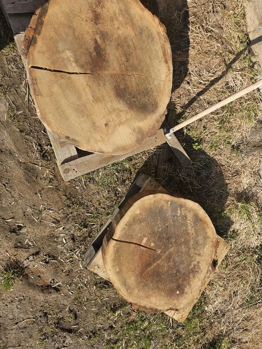 Plastry dębu 50-120cm średnicy