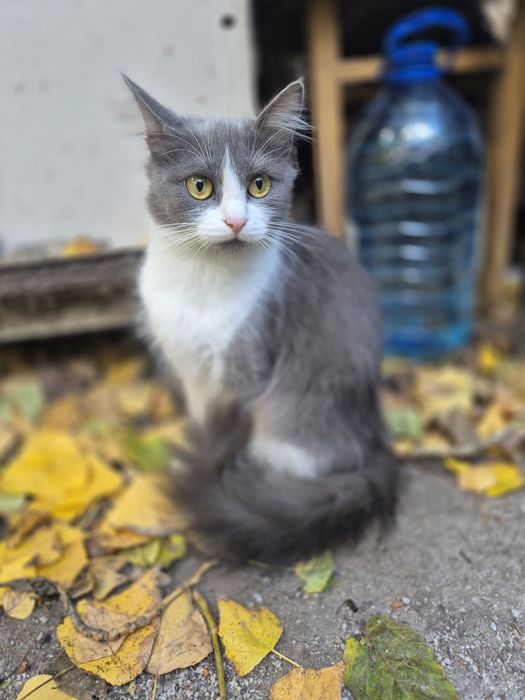 Кошеня підліток шукає дім