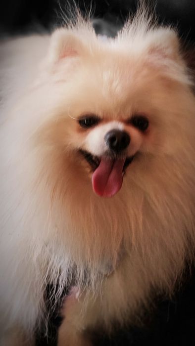 Мальчик для вязки шпиц померанец