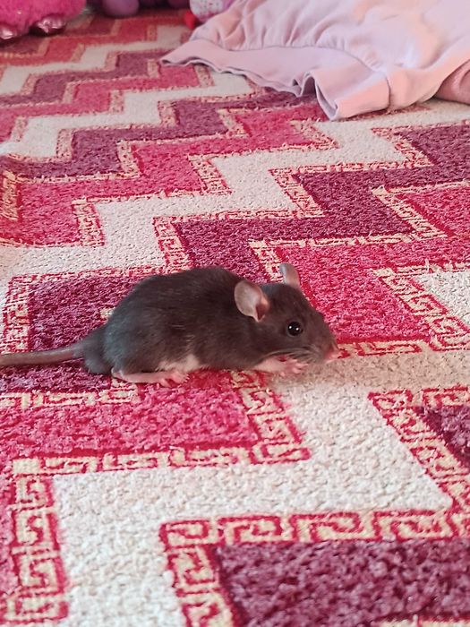 Подарую щуренят,крисенята хлопчики