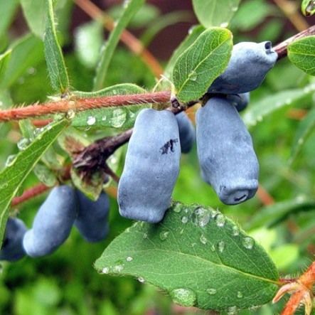 Sadzonki! Jagoda Kamczacka!Sadzonki z własnej szkółki! 3 Letnie! CAC