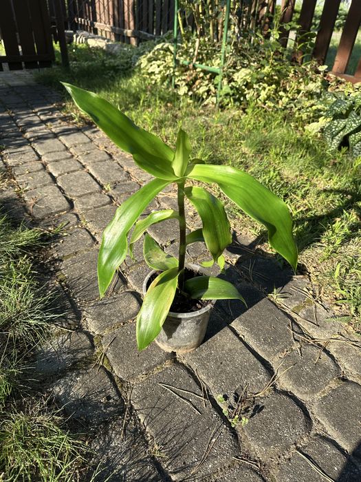 Callisia fragrans Złoty Wąs