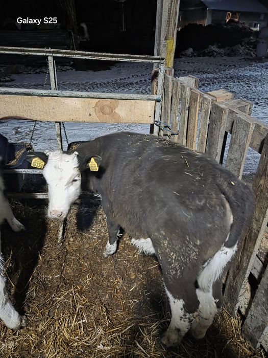 Jałówki mieszańce hf x sim