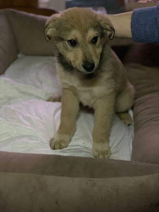 Цуценя хлопчик ТЕРМІНОВО шукає дім собака пес