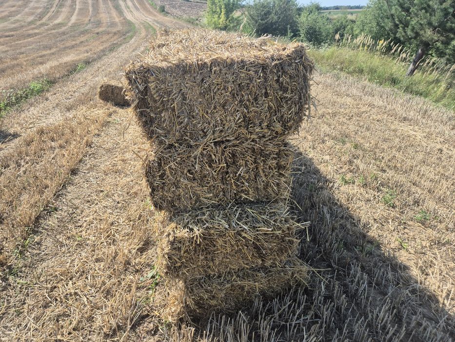 Sprzedam  słomę w kostkach