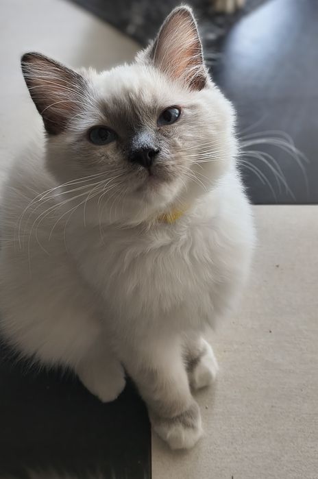 Kocurek Ragdoll Blue Mitted -gotowy do odbioru