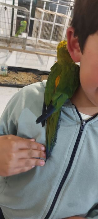 Aratinga sol domesticada.