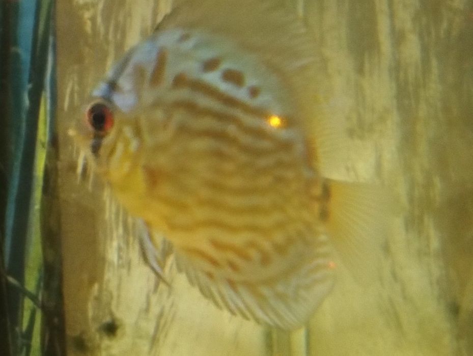 Discus Blue diamond 8cm