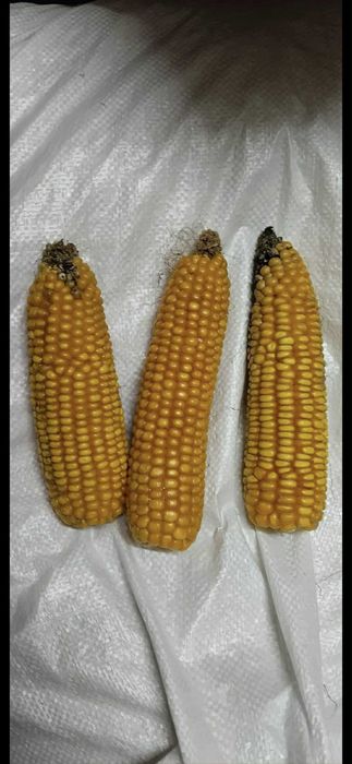 Sprzedam kukurydzę