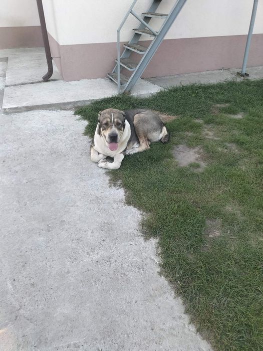 Кобель для в'язкі 2 рокі