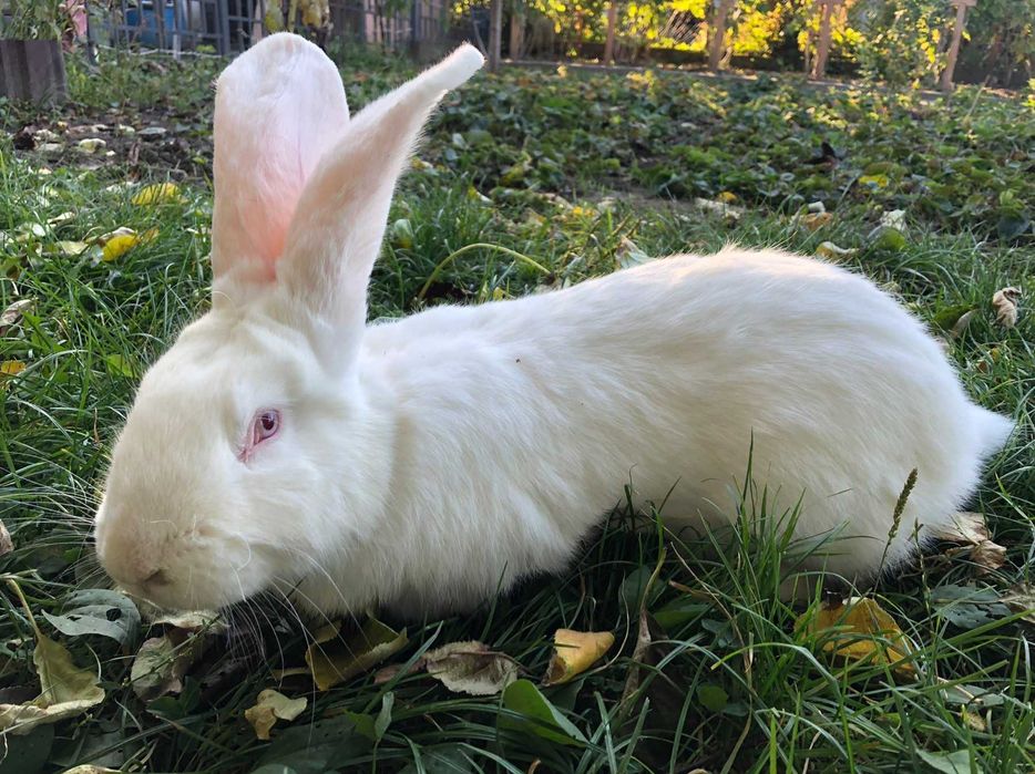 Продаються кролики