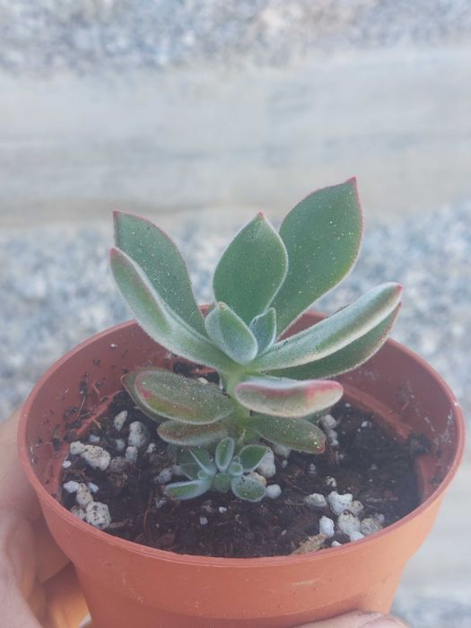 Suculentas 1€ cada