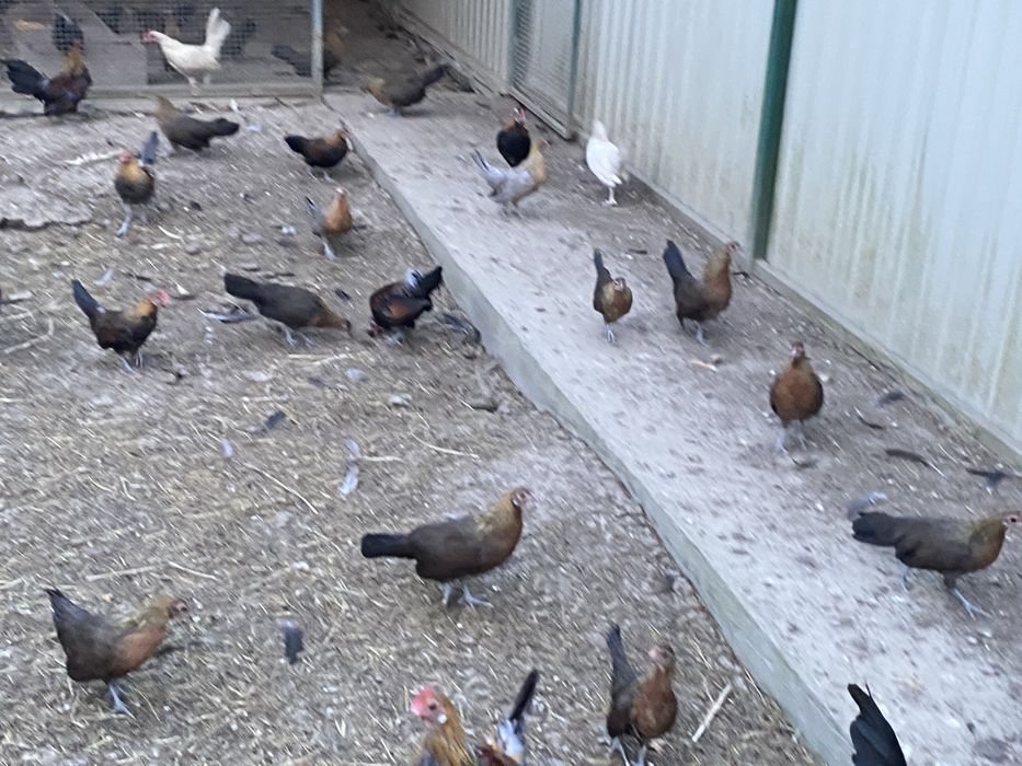 Karzełki holenderski parki kury ozdobne 2025 rok