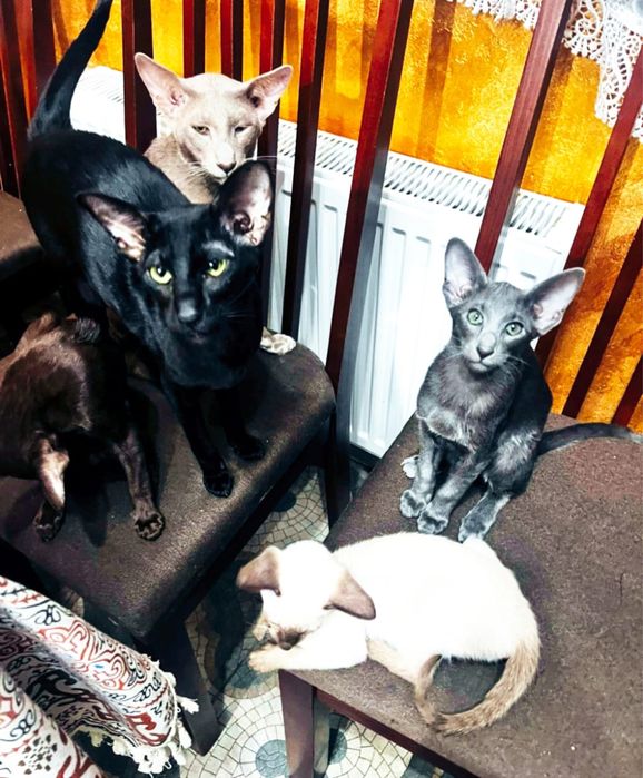 Кошенята орієнтальні