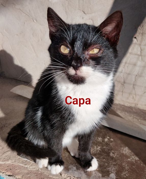 Кошенята в добрі руки