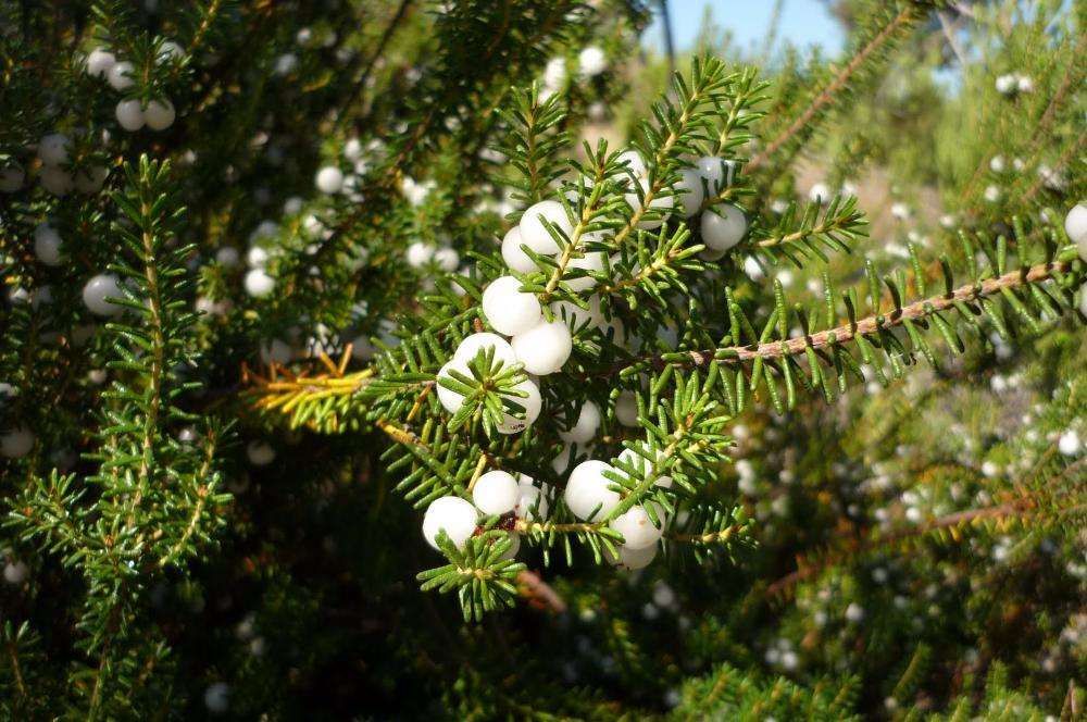 20 Sementes Camarinha (Corema album)