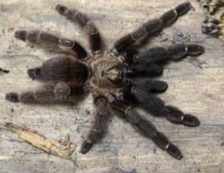 Pslamopeus redunkus