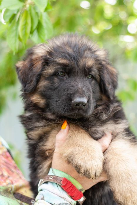 Цуценята німецької вівчарки чепрак