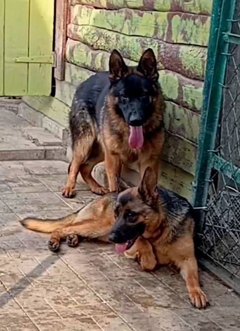 Питомник "THE GOLDEN PATH TO VICTORIY" предлогает роскошных щенков