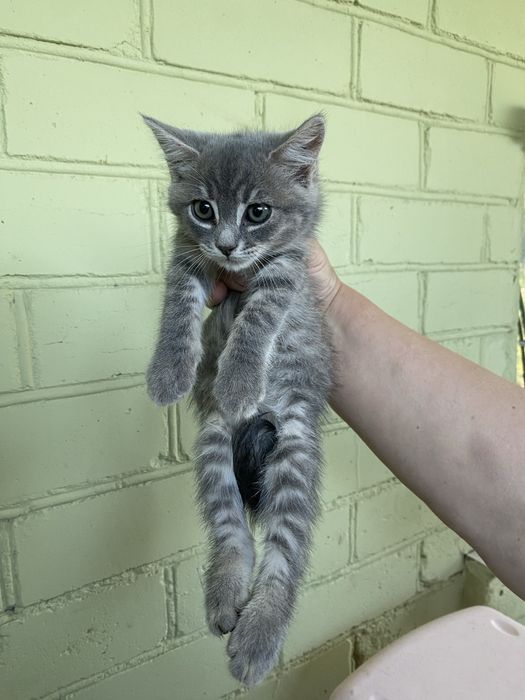 5 котиков, отдадим в хорошие руки