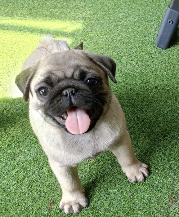 Mops szczenie  z rodowodem