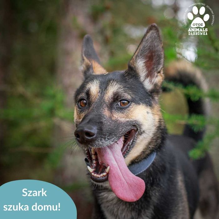 Szark szuka domu na stałe