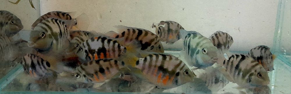 Папуга блакитний тигр акваріумна рибка