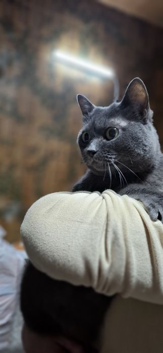 Шукає дім неймовірна красунечка. Британка