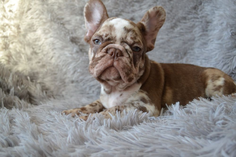 Супер генні французики