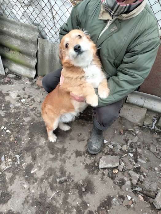 Piesek niski za darmo