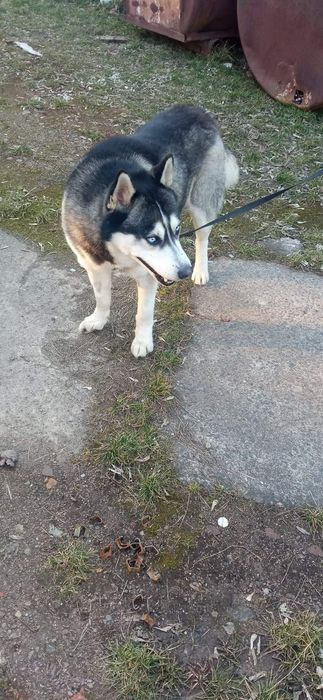 Стерилізовані хаскі в добрі руки