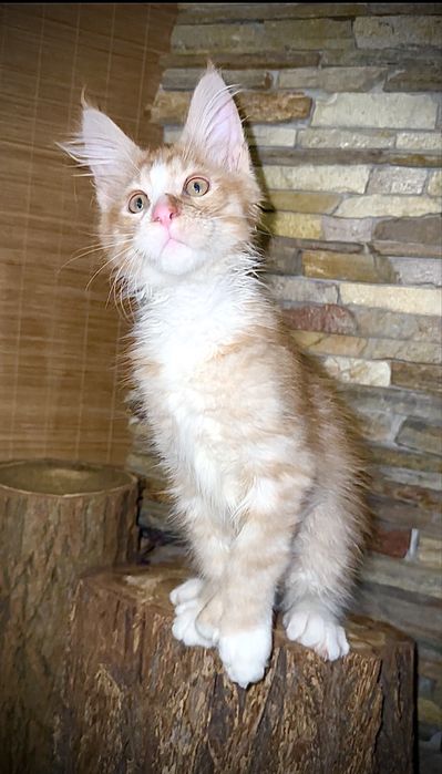 Сонячний хлопчик мейн-кун полідакт