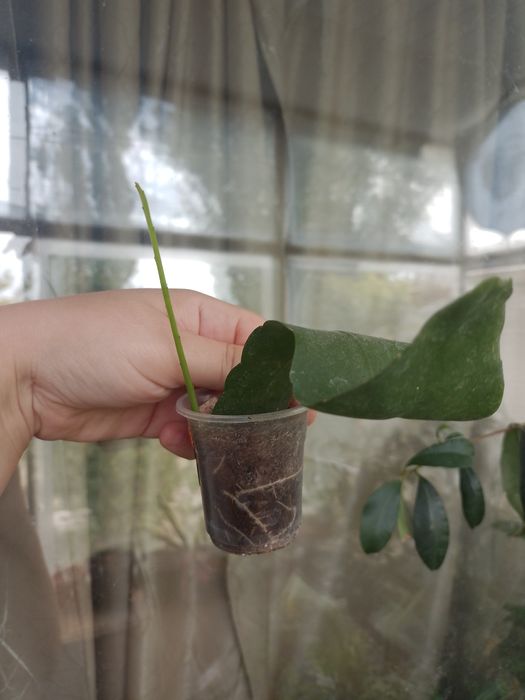 Епіфілум еліптика вкорінений пагін