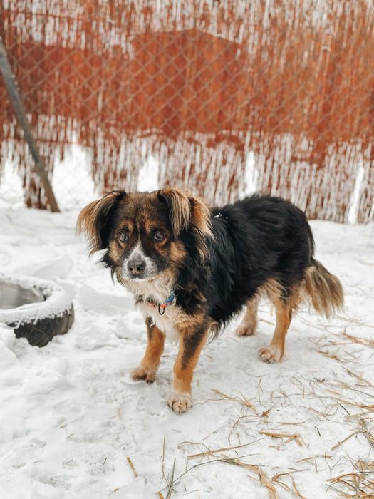 Cierpliwy, puchaty Nugat szuka fajnego opiekuna
