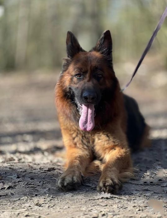 Owczarek długowłosy owczarek niemiecki