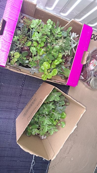 Suculentas tabuleiros 24 especies